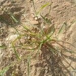 Eragrostis barrelieri Blatt