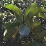 Ximenia caffra 叶