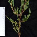 Juniperus recurva अन्य