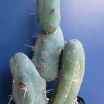 Echinopsis lageniformis Hábito
