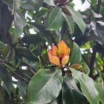 Magnolia figo Flor