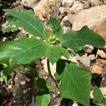 Euphorbia heterophylla Flower