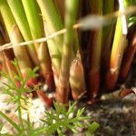 Juncus usitatus Azala