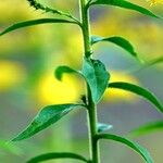 Solidago rugosa List