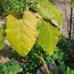 Solanum abutiloides Blatt