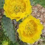 Opuntia engelmanniiFlower