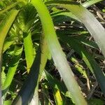 Eryngium agavifolium ഇല