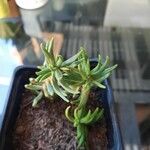 Crassula tetragona Folha