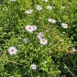 Symphyotrichum novi-belgiiLeaf