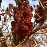 Rhus typhina ফল