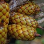 Raphia hookeri Fruto