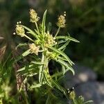 Plantago afra ശീലം