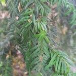 Taxus baccata Hoja