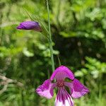 Gladiolus palustris Květ