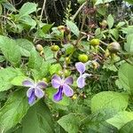 Rotheca myricoides फूल