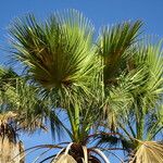 Washingtonia filifera Лист