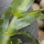 Elodea canadensis Hoja