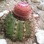 Melocactus matanzanus 葉