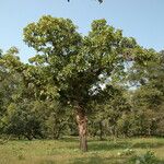 Careya arborea Habitus
