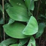 Polygonatum latifolium 葉