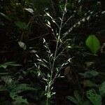 Maltebrunia letestui その他の提案