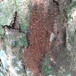 Caesalpinia echinata Bark