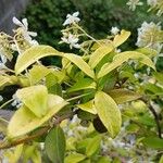 Trachelospermum jasminoides Leaf