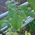 Rubus camptostachys 葉
