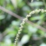 Boehmeria japonica Kukka
