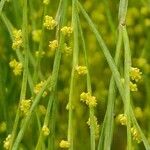 Exocarpos strictus Flor