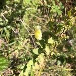 Linaria dalmatica Fleur