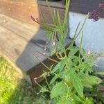 Epilobium roseumFlower