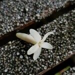 Porterandia anisophylla 花