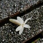 Porterandia anisophylla Flower