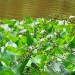 Echinodorus grandiflorus Flower