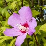 Hibiscus syriacus Virág