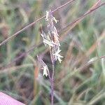 Festuca vasconcensis Flor