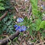 Polemonium reptansFiore