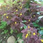 Oxalis hedysaroides Habit