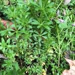 Galium verrucosum Blad