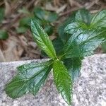 Sphagneticola trilobata Leaf