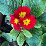 Primula × polyanthaFloare