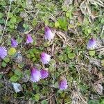 Soldanella pusilla Flower