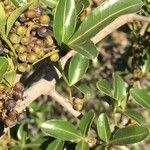 Searsia gueinzii Leaf