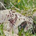 Poa alpina Flor