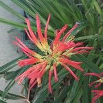 Pitcairnia spicata Flower