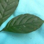 Psychotria cupularis 葉