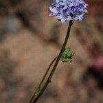 Gilia achilleifolia Hábito