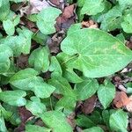 Epimedium pinnatum Leaf