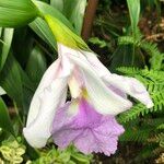 Sobralia cv. 'Mirabilis' Fleur